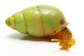 Edentulina sp. Cameroon adult